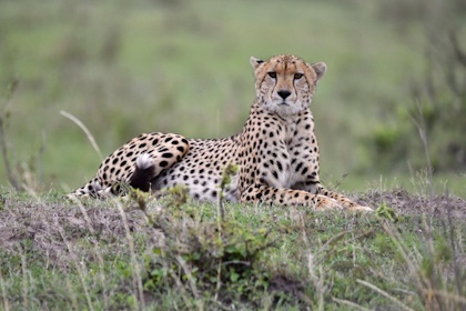 Masai Mara 76
