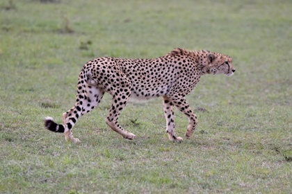 Masai Mara 77