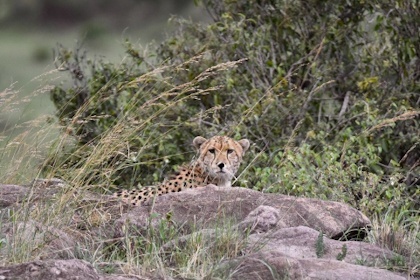 Masai Mara 79