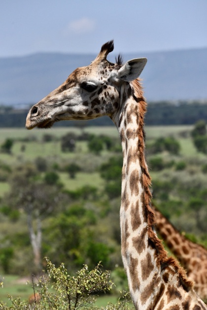 Masai Mara 9