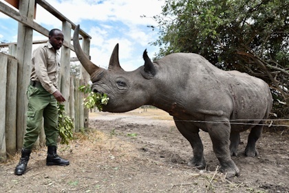 Ol Pejeta Reservat 45