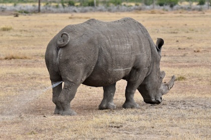 Ol Pejeta Reservat 68