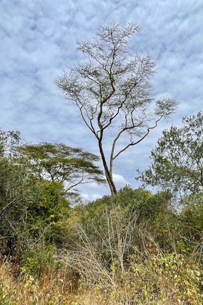 Ol Pejeta Reservat 72