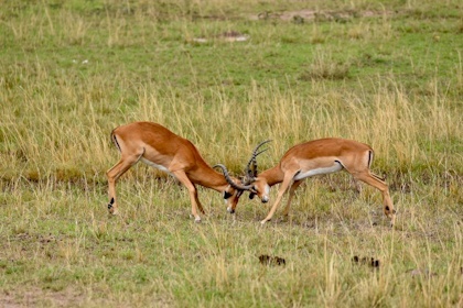 Masai Mara 42
