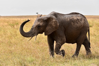 Safari Masai Mara 052