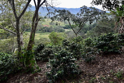 San Agustin 35