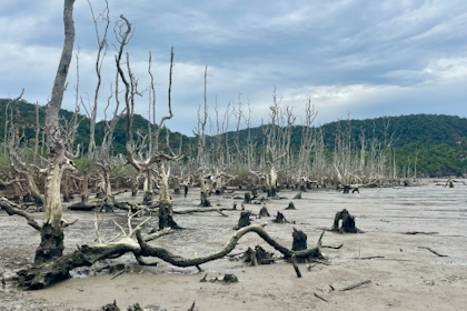 Bako Nationalpark 12