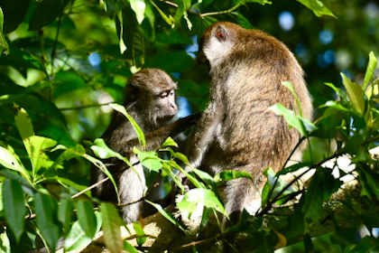 Bako Nationalpark 49