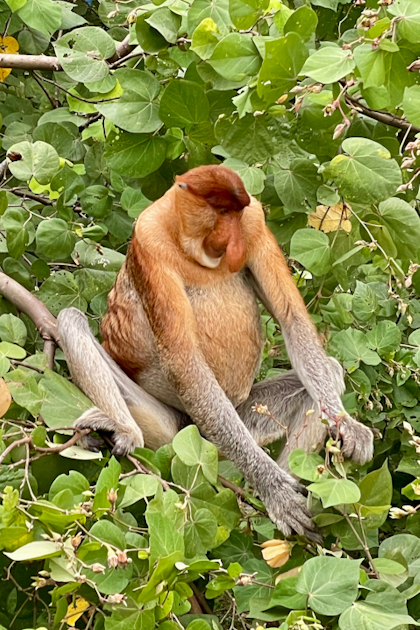 Bako Nationalpark 90