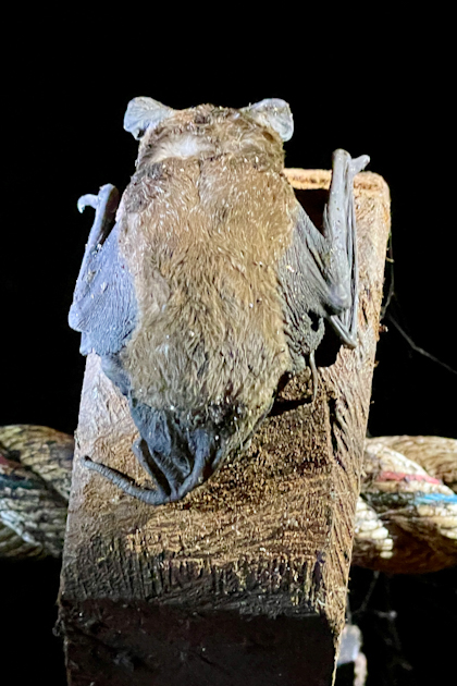 Mulu Nationalpark 103