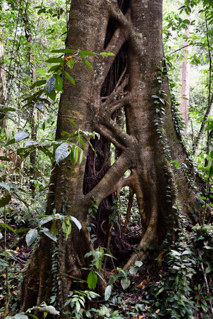 Mulu Nationalpark 126