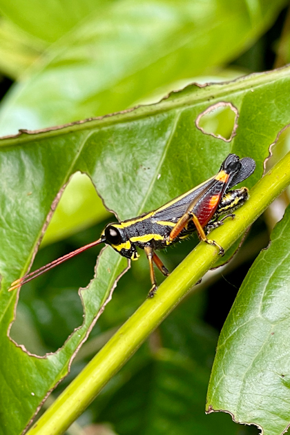 Mulu Nationalpark 134