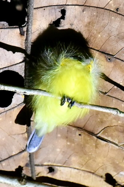 Mulu Nationalpark 136