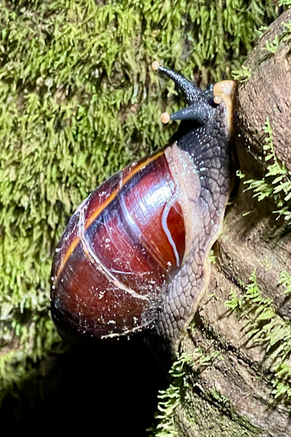 Mulu Nationalpark 140