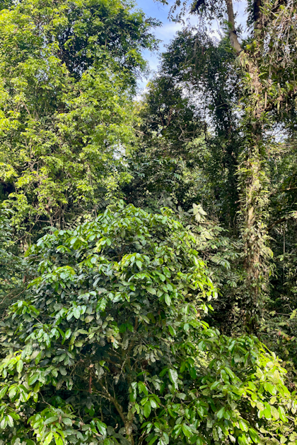 Mulu Nationalpark 144