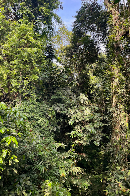 Mulu Nationalpark 145