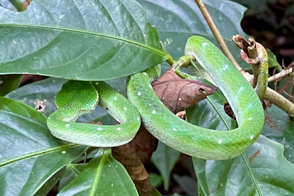 Mulu Nationalpark 53