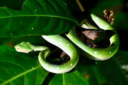 Mulu Nationalpark 61