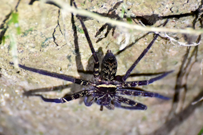 Mulu Nationalpark 65