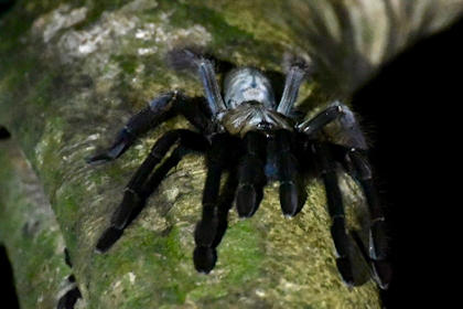 Mulu Nationalpark 67