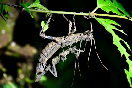 Mulu Nationalpark 68