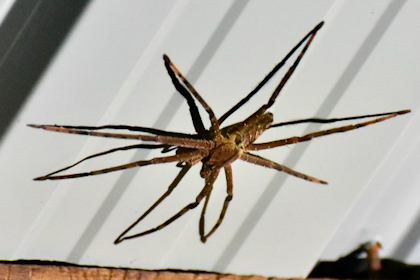 Mulu Nationalpark 70