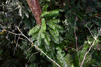 Mulu Nationalpark 79