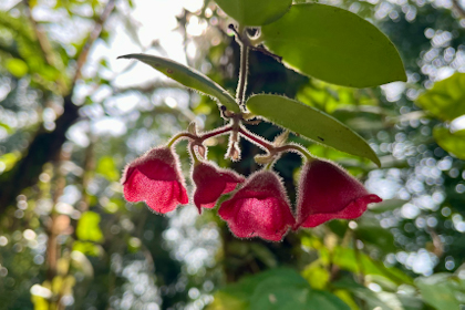 Mulu Nationalpark 85