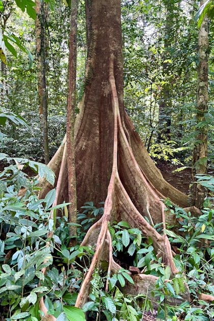 Mulu Nationalpark 91