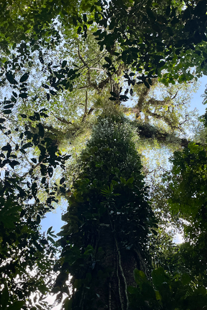 Mulu Nationalpark 92