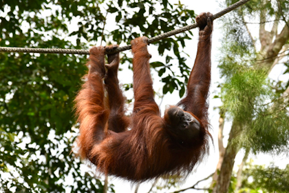 Orang Utans Semenggoh 10