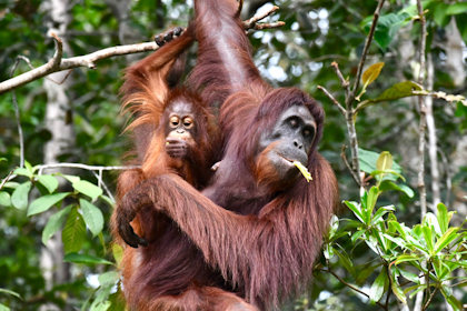 Orang Utans Semenggoh 14