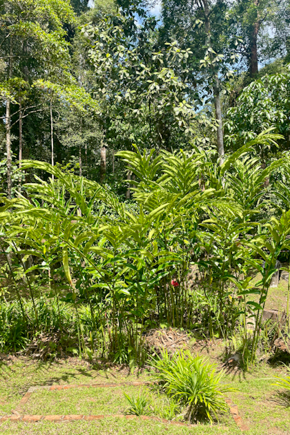 Orang Utans Semenggoh 36