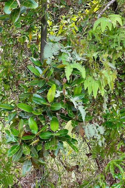 Orang Utans Semenggoh 38