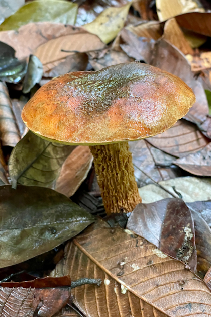 Permai Rainforest 60