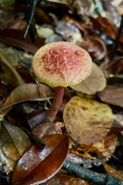 Permai Rainforest 73