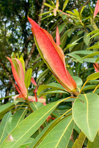 Permai Rainforest 81
