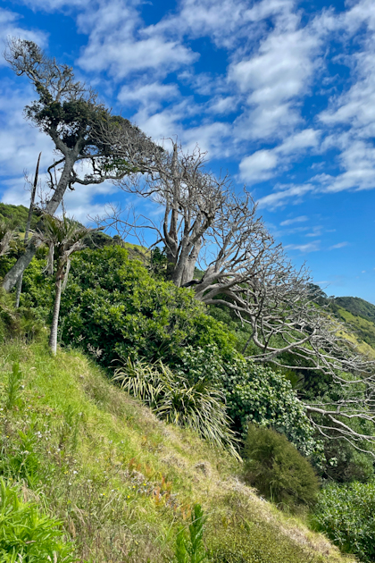Mangawhai 71