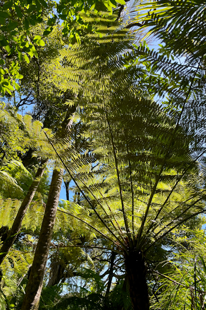 Mangawhai 79