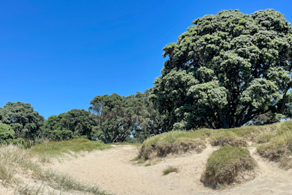 Tawharanui Regional Park 04