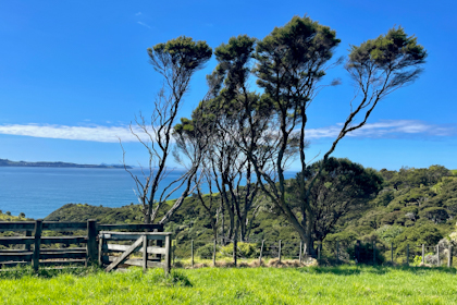 Tawharanui Regional Park 30