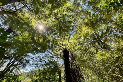 Tawharanui Regional Park 32