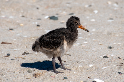 Tawharanui Regional Park 40