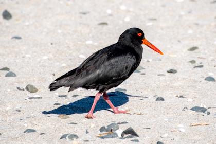 Tawharanui Regional Park 41
