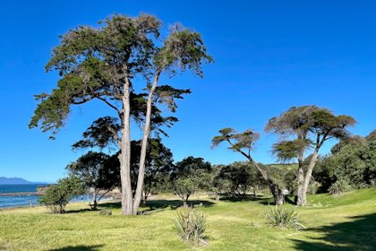 Tawharanui Regional Park 53