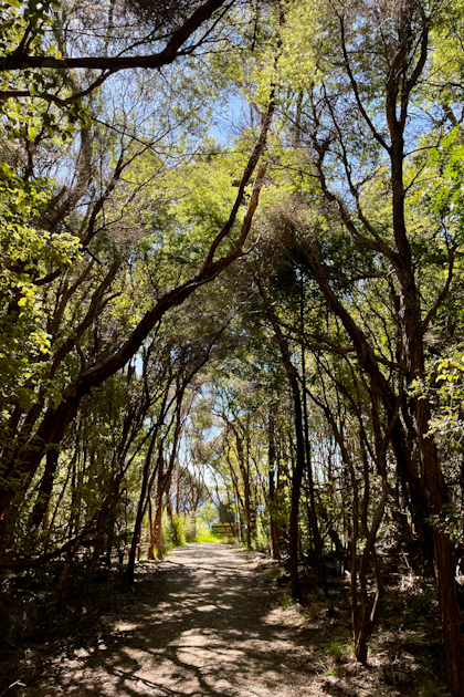 Tawharanui Regional Park 63