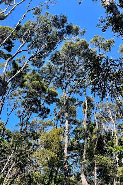 Tawharanui Regional Park 69