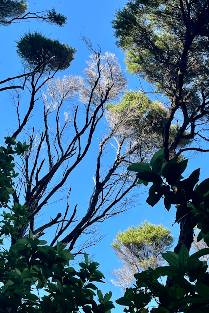 Picton Marlborough Sounds 100