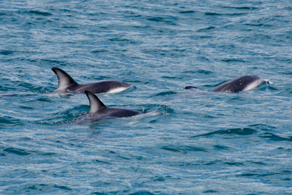 Picton Marlborough Sounds 42