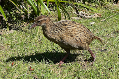 Picton Marlborough Sounds 74